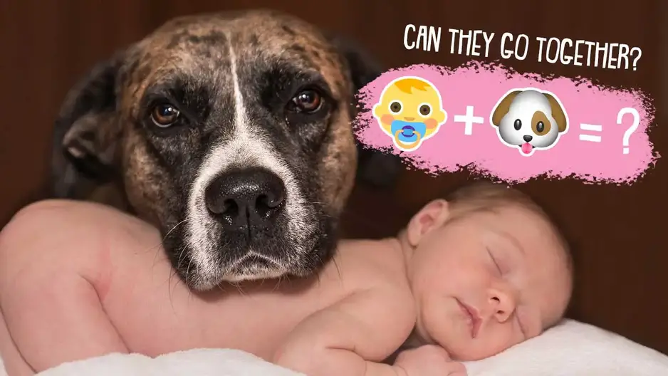 are all dogs good with babies